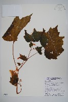 裂葉秋海棠藏品圖，第1張