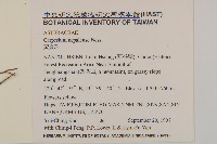 黃金珠藏品圖，第2張