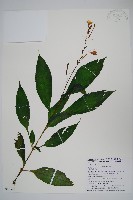 尼氏擬馬偕花藏品圖，第1張