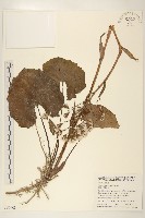 臺灣款冬藏品圖，第1張