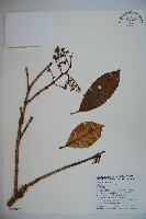 珊瑚樹藏品圖，第1張