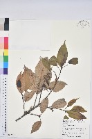 青剛櫟、鐵椆藏品圖，第1張