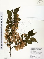 烏皮九芎、奮起湖野茉莉藏品圖，第1張