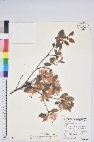 南澳杜鵑藏品圖，第1張