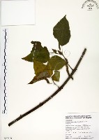 構樹藏品圖，第1張