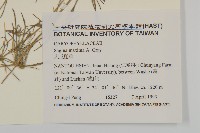 大瓜槌草藏品圖，第2張