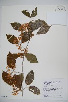 呂宋莢迷藏品圖，第1張