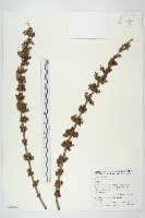 臺灣馬桑藏品圖，第1張