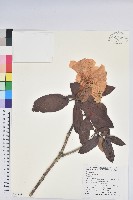 森氏杜鵑、森氏滿江紅藏品圖，第1張