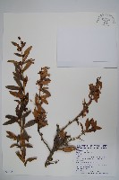 臺灣小蘗藏品圖，第1張