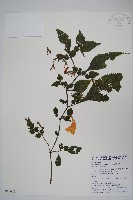 曲莖馬藍藏品圖，第1張