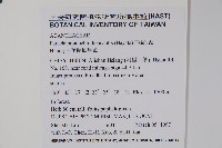 曲莖馬藍藏品圖，第2張