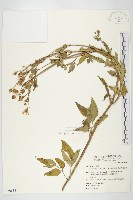 小白花鬼針藏品圖，第4張