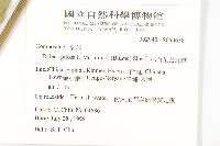 小白花鬼針藏品圖，第5張