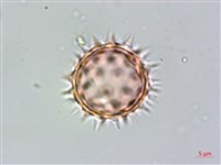 小白花鬼針藏品圖，第1張