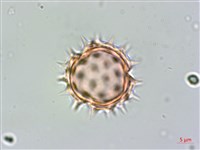 小白花鬼針藏品圖，第2張