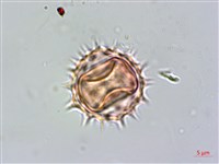 小白花鬼針藏品圖，第3張