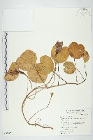 馬鞍藤藏品圖，第1張