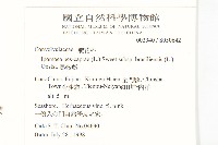 馬鞍藤藏品圖，第2張