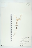 土丁桂藏品圖，第1張