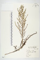 茵蔯蒿藏品圖，第1張