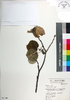 黃槿藏品圖，第1張