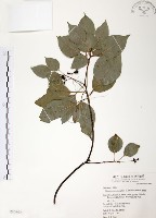 樟樹藏品圖，第1張