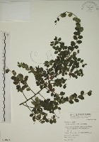 小葉黃鱔藤藏品圖，第1張