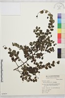 小葉黃鱔藤藏品圖，第2張