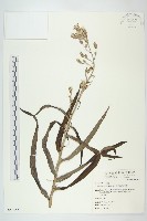 鵝仔草藏品圖，第1張