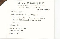 鵝仔草藏品圖，第2張