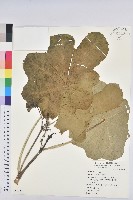 蓖麻藏品圖，第4張