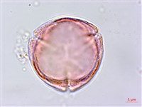 蓖麻藏品圖，第1張