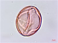 蓖麻藏品圖，第3張