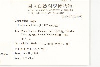 紫背草藏品圖，第2張