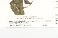 紫背草藏品圖，第3張