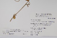 武靴藤藏品圖，第2張