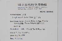 假千日紅藏品圖，第2張