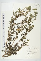 豬草藏品圖，第1張