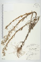 平原菟絲子藏品圖，第4張