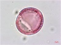 平原菟絲子藏品圖，第2張