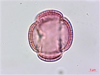 平原菟絲子藏品圖，第3張