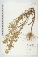 加拿大蓬藏品圖，第1張