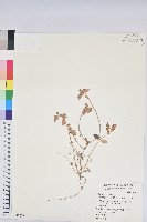 飛揚草藏品圖，第1張