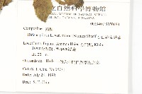 小白花鬼針藏品圖，第2張