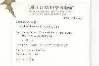 苦滇菜、苦菜藏品圖，第2張