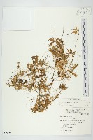 平原菟絲子藏品圖，第1張