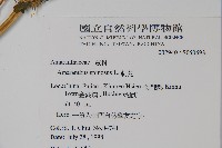 刺莧藏品圖，第2張