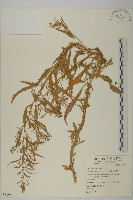 臭杏、土荊芥藏品圖，第1張