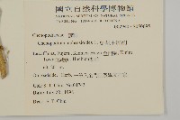 臭杏、土荊芥藏品圖，第2張